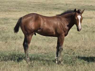 Paddys Gin Stones JW<BR>AQHA 6499734
